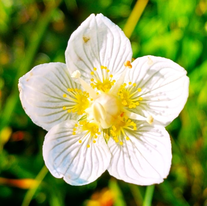Parnassie des marais - Parnassia palustris