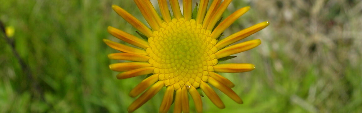 aumvegetalis