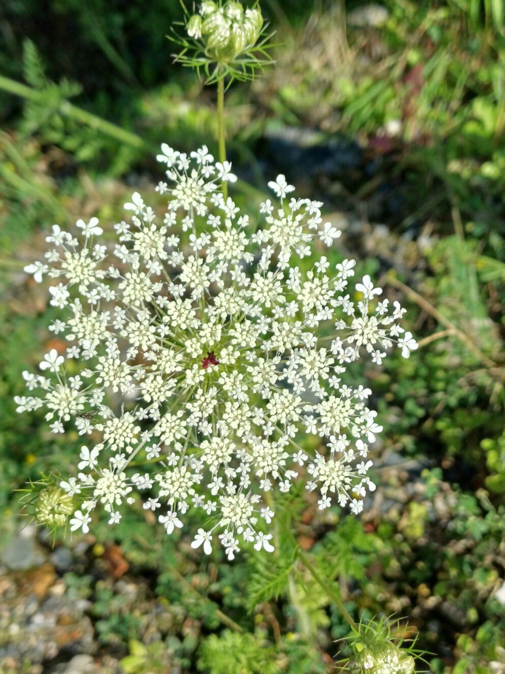 aumvegetalis